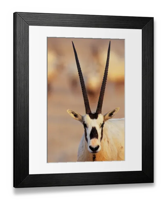 Framed Print : Arabian Oryx (Oryx leucoryx) on Sir Bani Yas Island, United Arab Emirates, April Framed Print : Arabian Oryx (Oryx leucoryx) on Sir Bani Yas Island, United Arab Emirates, April