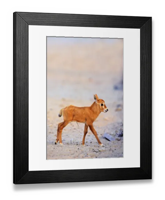 Framed Print : Arabian Oryx (Oryx leucoryx) calf on Sir Bani Yas Island, United Arab Emirates, April Framed Print : Arabian Oryx (Oryx leucoryx) calf on Sir Bani Yas Island, United Arab Emirates, April