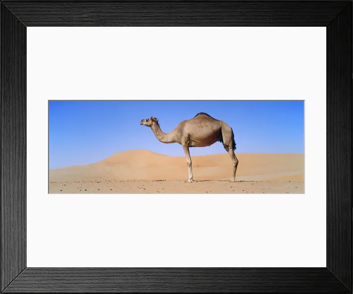 Framed Print : Dromedary camel (Camelus dromedarius) in the Rub al-Khali, United Arab Emirates, Middle East