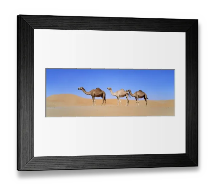 Framed Print : Dromedary camel (Camelus dromedarius) in the Rub al-Khali, United Arab Emirates, Middle East