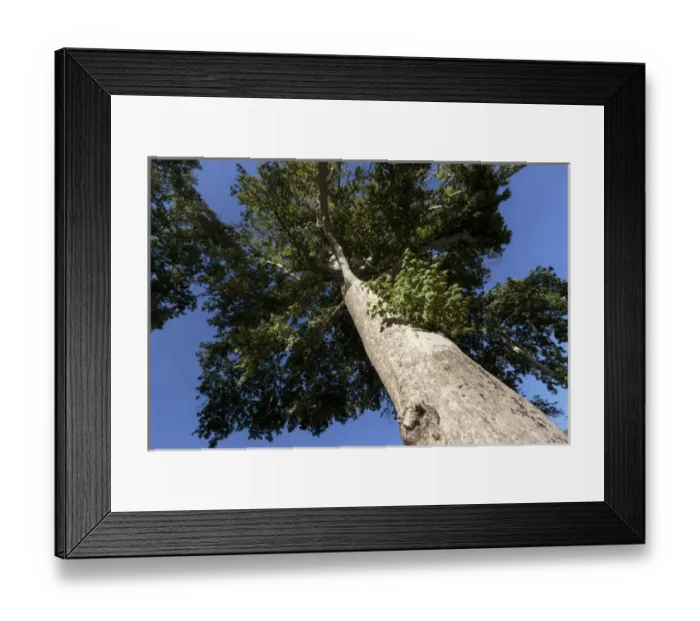 Framed Print : Azerbaijan, Sheki. A photo of a tree from below Framed Print : Azerbaijan, Sheki. A photo of a tree from below