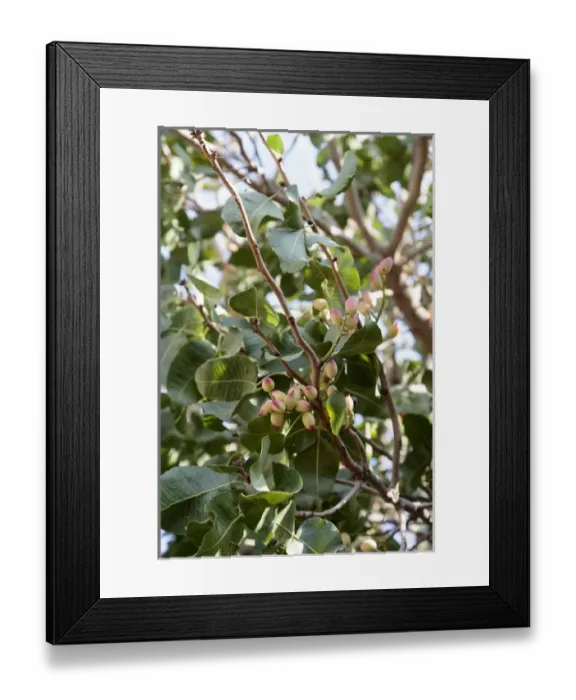 Framed Print : Azerbaijan, Baku. An interesting budding tree, seen in Azerbaijan Framed Print : Azerbaijan, Baku. An interesting budding tree, seen in Azerbaijan