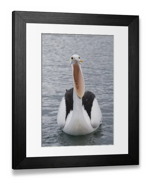 Framed Print : Australia, Western Australia, Albany, Oyster Harbour Framed Print : Australia, Western Australia, Albany, Oyster Harbour