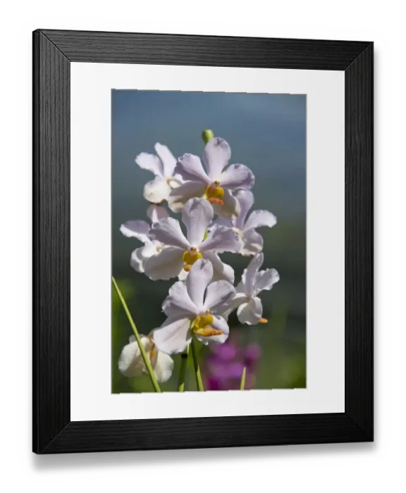 Framed Print : Australia, Northern Territory, Darwin. Jennys Orchid Garden Framed Print : Australia, Northern Territory, Darwin. Jennys Orchid Garden