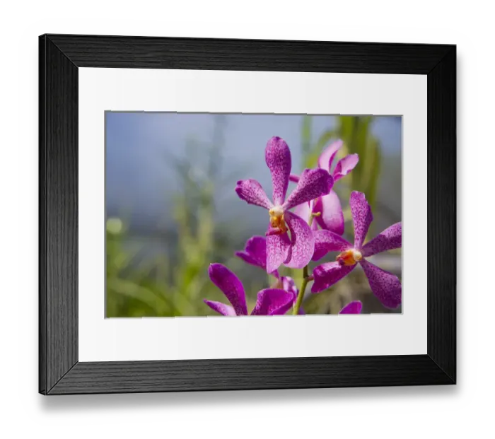 Framed Print : Australia, Northern Territory, Darwin. Jennys Orchid Garden Framed Print : Australia, Northern Territory, Darwin. Jennys Orchid Garden