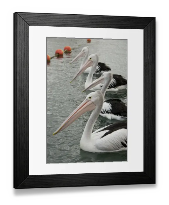 Framed Print : Australia, Western Australia, Albany, Oyster Harbour Framed Print : Australia, Western Australia, Albany, Oyster Harbour
