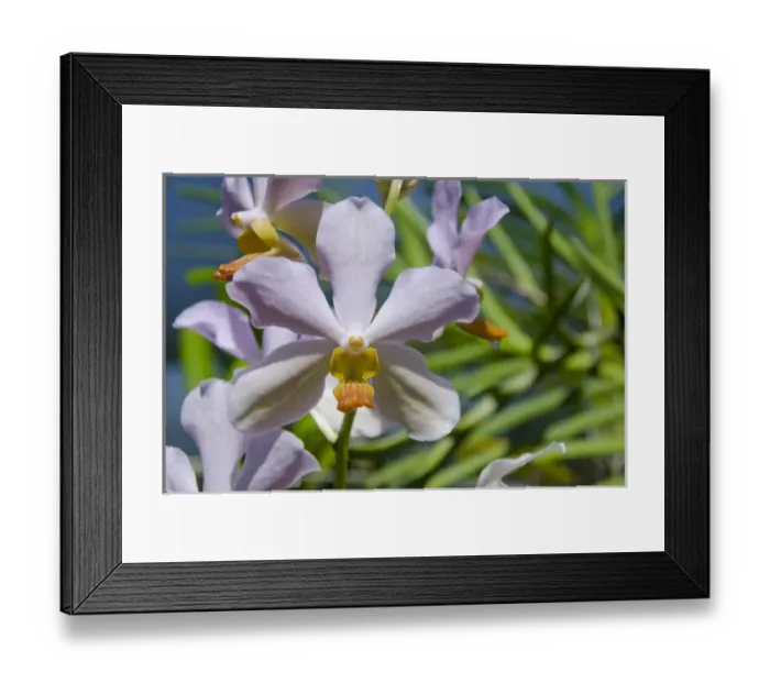 Framed Print : Australia, Northern Territory, Darwin. Jennys Orchid Garden Framed Print : Australia, Northern Territory, Darwin. Jennys Orchid Garden