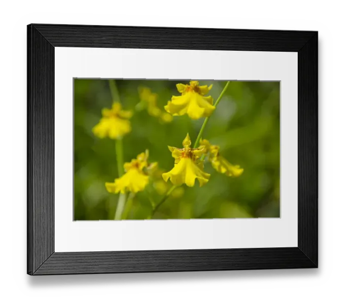Framed Print : Australia, Northern Territory, Darwin. Jennys Orchid Garden Framed Print : Australia, Northern Territory, Darwin. Jennys Orchid Garden