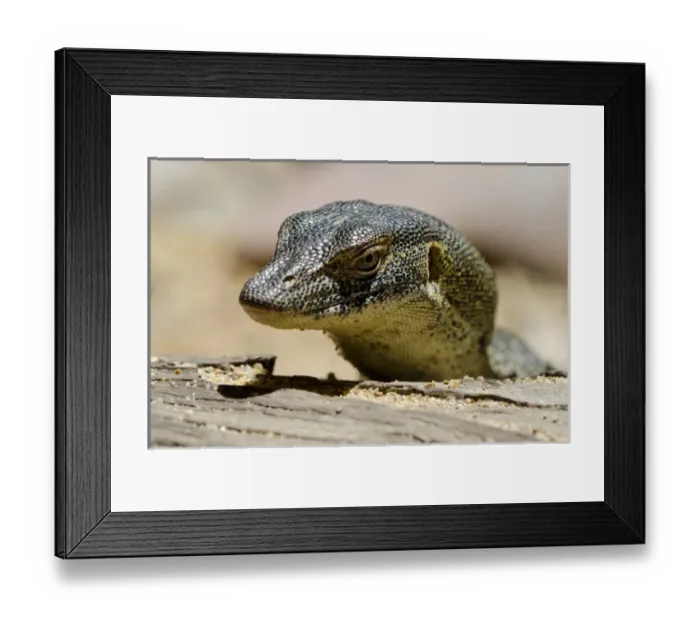 Framed Print : Australia, Northern Territory, Darwin. Territory Wildlife Park