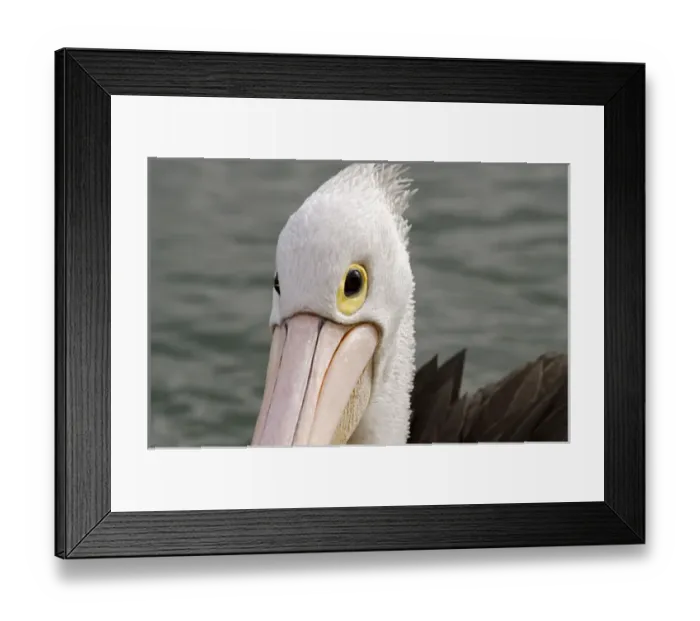 Framed Print : Australia, Western Australia, Albany, Oyster Harbour Framed Print : Australia, Western Australia, Albany, Oyster Harbour