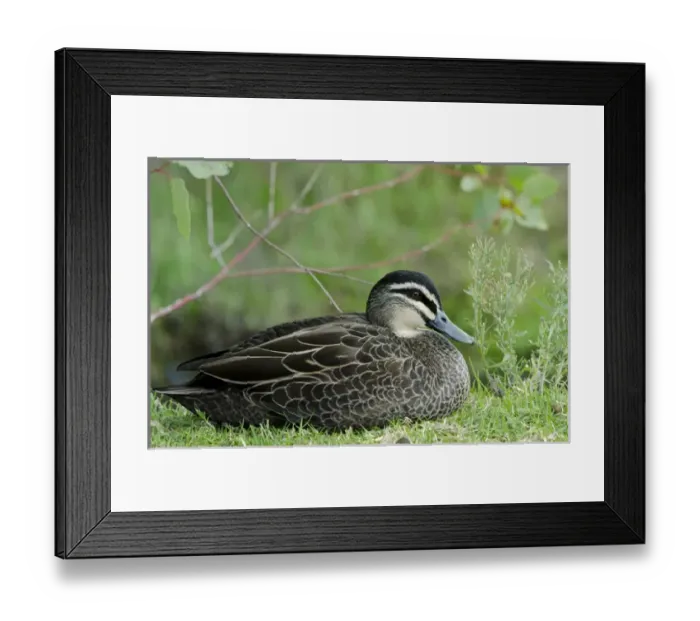Framed Print : Australia, Western Australia, Perth, Yanchep National Park. Pacific black duck (WILD