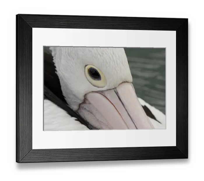 Framed Print : Australia, Western Australia, Albany, Oyster Harbour