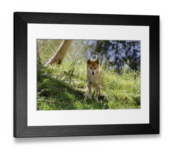 Framed Print : Australia, South Australia, Adelaide. Cleland Wildlife Park. Australian Dingo (CAPTIVE Framed Print : Australia, South Australia, Adelaide. Cleland Wildlife Park. Australian Dingo (CAPTIVE