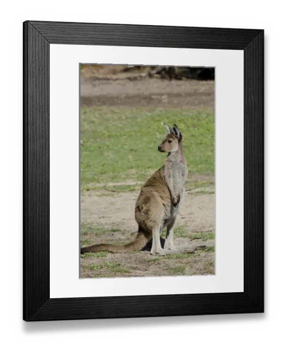 Framed Print : Australia, Western Australia, Perth, Yanchep National Park. Western gray kangaroo (WILD Framed Print : Australia, Western Australia, Perth, Yanchep National Park. Western gray kangaroo (WILD