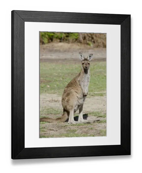 Framed Print : Australia, Western Australia, Perth, Yanchep National Park. Western gray kangaroo (WILD Framed Print : Australia, Western Australia, Perth, Yanchep National Park. Western gray kangaroo (WILD