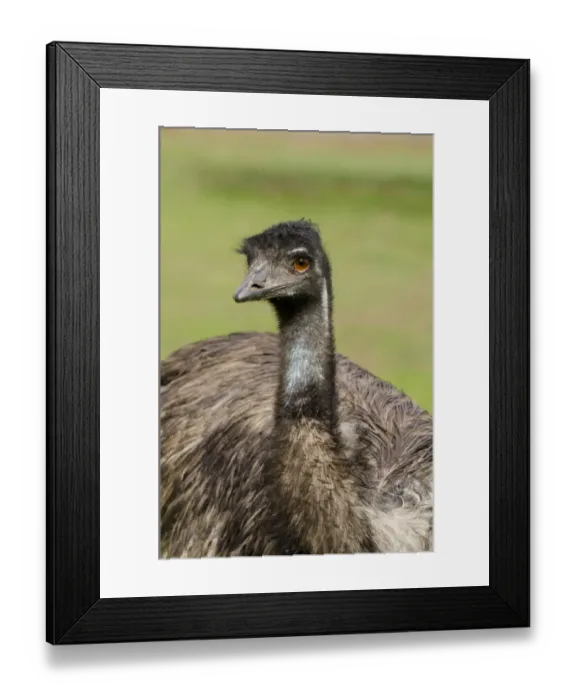 Framed Print : Australia, South Australia, Adelaide. Cleland Wildlife Park. Large flightless Emu (CAPTIVE Framed Print : Australia, South Australia, Adelaide. Cleland Wildlife Park. Large flightless Emu (CAPTIVE