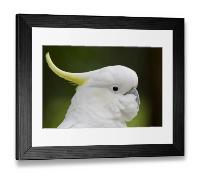 Framed Print : Australia, Victoria, Melbourne, Dandenong Ranges. Dandenong National Park, Grants Reserve Framed Print : Australia, Victoria, Melbourne, Dandenong Ranges. Dandenong National Park, Grants Reserve