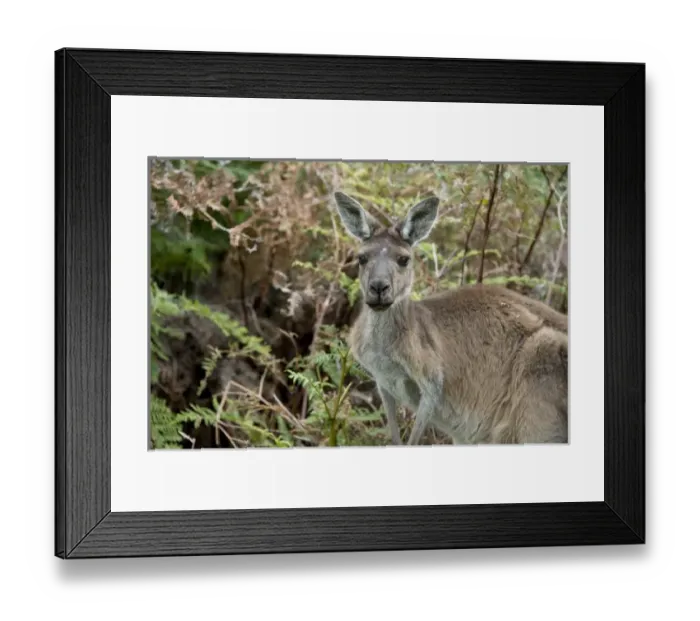 Framed Print : Australia, Western Australia, Perth, Yanchep National Park. Western gray kangaroo (WILD Framed Print : Australia, Western Australia, Perth, Yanchep National Park. Western gray kangaroo (WILD