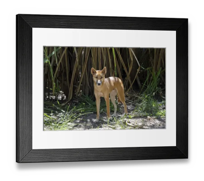 Framed Print : Australia, Northern Territory, Darwin. Territory Wildlife Park Framed Print : Australia, Northern Territory, Darwin. Territory Wildlife Park