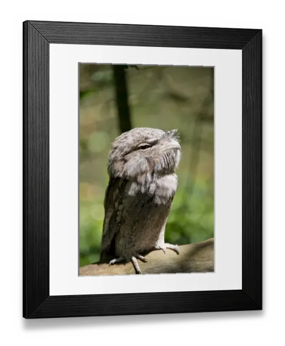Framed Print : Australia, Northern Territory, Darwin. Territory Wildlife Park. Tawny frogmouth (Captive Framed Print : Australia, Northern Territory, Darwin. Territory Wildlife Park. Tawny frogmouth (Captive
