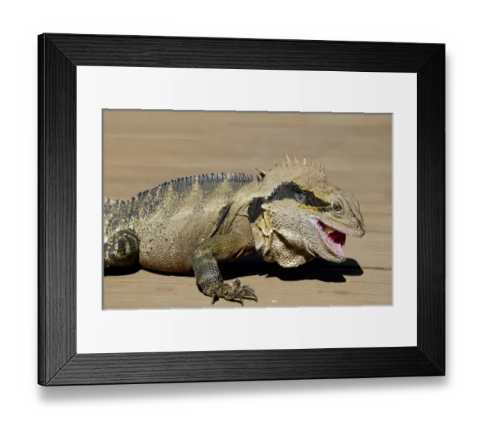 Framed Print : Australia, Queensland, Mount Tamborine. Male Australian water dragon (Intellagama lesueurii Framed Print : Australia, Queensland, Mount Tamborine. Male Australian water dragon (Intellagama lesueurii