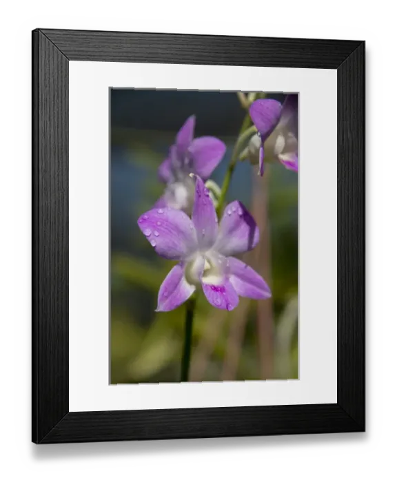 Framed Print : Australia, Northern Territory, Darwin. Jennys Orchid Garden Framed Print : Australia, Northern Territory, Darwin. Jennys Orchid Garden