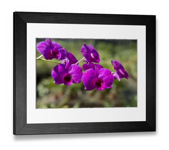 Framed Print : Australia, Northern Territory, Darwin. Jennys Orchid Garden
