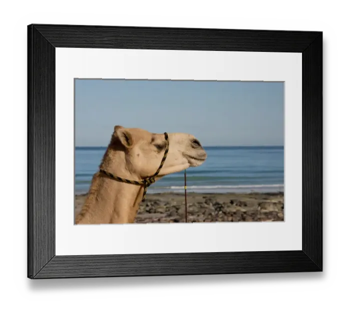 Framed Print : Australia, Western Australia, Broome, Cable Beach. Camel used for sight-seeing along Cable Beach Framed Print : Australia, Western Australia, Broome, Cable Beach. Camel used for sight-seeing along Cable Beach
