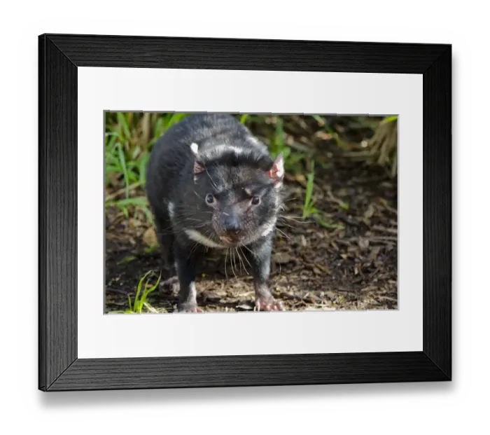 Framed Print : Australia, South Australia, Adelaide. Cleland Wildlife Park Framed Print : Australia, South Australia, Adelaide. Cleland Wildlife Park