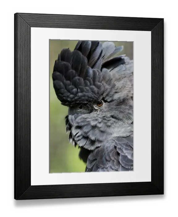 Framed Print : Australia, Queensland, Port Douglas. Wildlife Habitat Zoo. Detail of Red-tailed Black-Cockatoo Framed Print : Australia, Queensland, Port Douglas. Wildlife Habitat Zoo. Detail of Red-tailed Black-Cockatoo