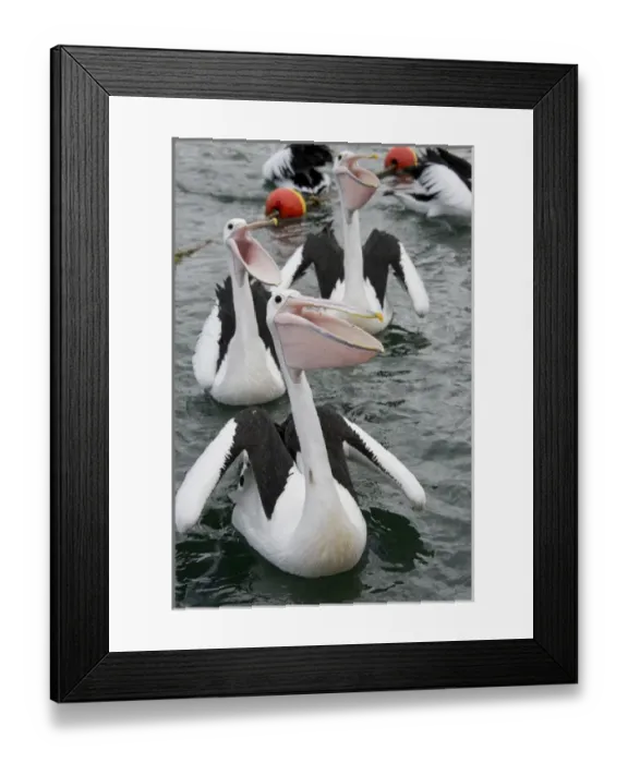Framed Print : Australia, Western Australia, Albany, Oyster Harbour