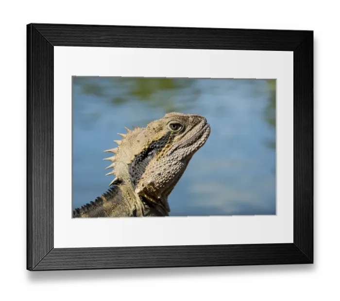 Framed Print : Australia, Queensland, Mount Tamborine. Male Australian water dragon (Intellagama lesueurii