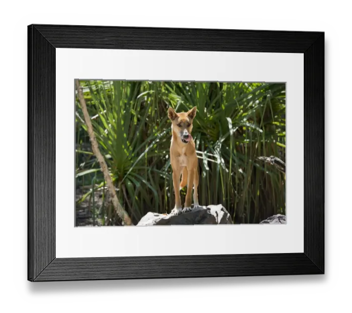 Framed Print : Australia, Northern Territory, Darwin. Territory Wildlife Park