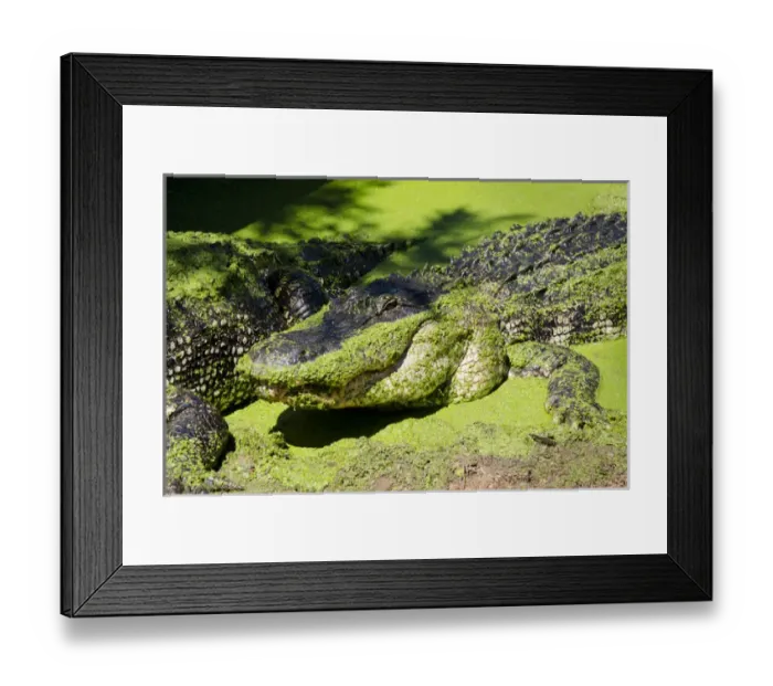 Framed Print : Australia, Western Australia, Broome. Malcolm Douglas Crocodile Park. Large American alligator Framed Print : Australia, Western Australia, Broome. Malcolm Douglas Crocodile Park. Large American alligator