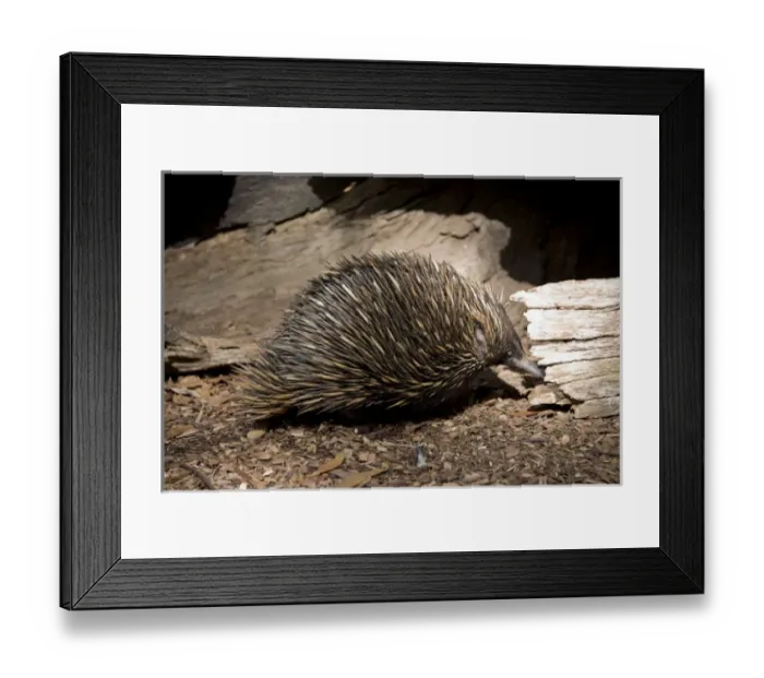 Framed Print : Australia, South Australia, Adelaide. Cleland Wildlife Park. Echidna, aka spiny anteaters Framed Print : Australia, South Australia, Adelaide. Cleland Wildlife Park. Echidna, aka spiny anteaters