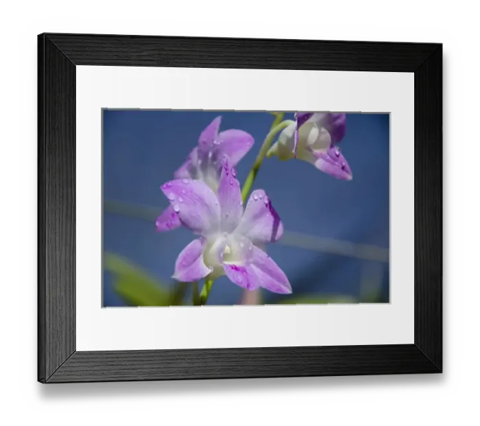 Framed Print : Australia, Northern Territory, Darwin. Jennys Orchid Garden Framed Print : Australia, Northern Territory, Darwin. Jennys Orchid Garden