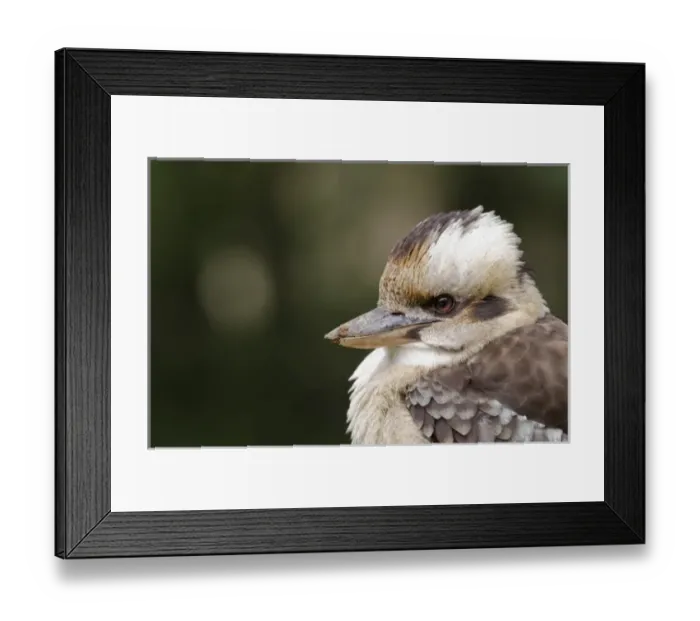 Framed Print : Australia, Victoria, Melbourne, Dandenong Ranges. Dandenong National Park, Grants Reserve