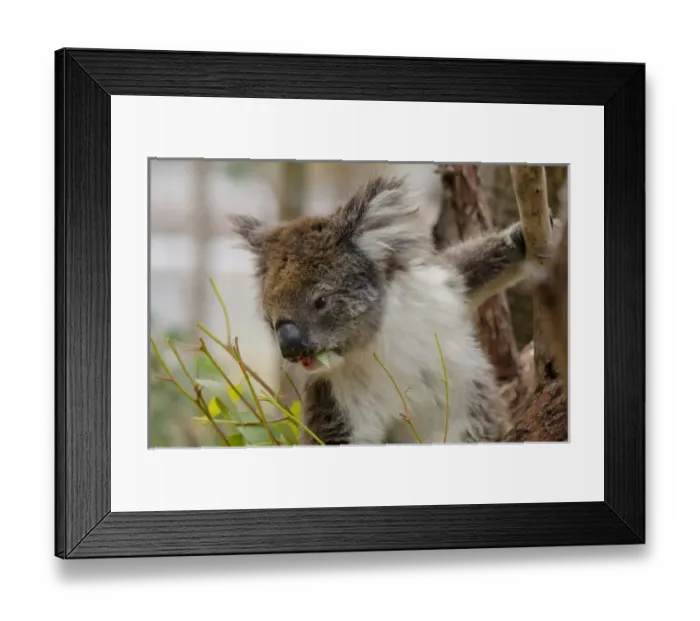 Framed Print : Australia, Western Australia, Perth, Yanchep National Park Framed Print : Australia, Western Australia, Perth, Yanchep National Park