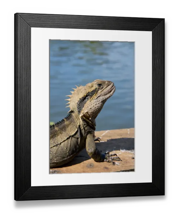 Framed Print : Australia, Queensland, Mount Tamborine. Male Australian water dragon (Intellagama lesueurii Framed Print : Australia, Queensland, Mount Tamborine. Male Australian water dragon (Intellagama lesueurii
