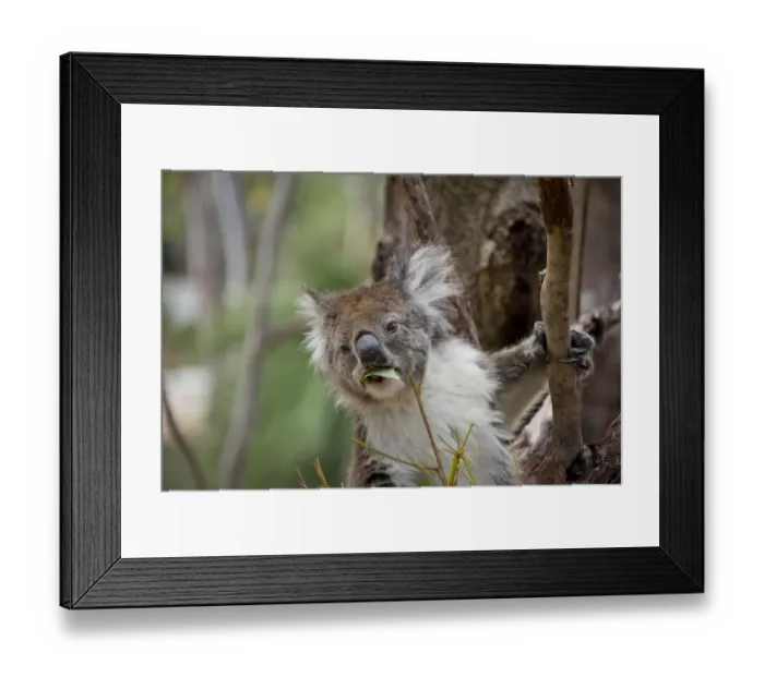 Framed Print : Australia, Western Australia, Perth, Yanchep National Park