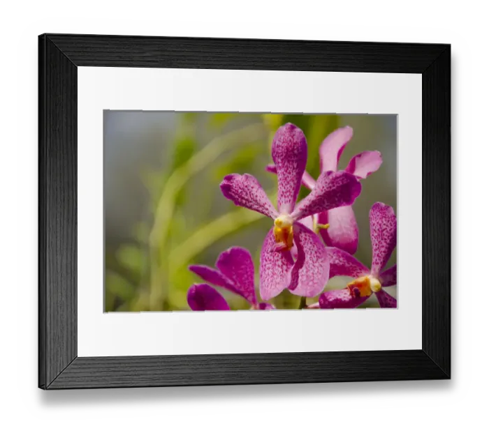Framed Print : Australia, Northern Territory, Darwin. Jennys Orchid Garden