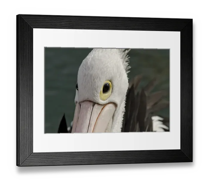 Framed Print : Australia, Western Australia, Albany, Oyster Harbour Framed Print : Australia, Western Australia, Albany, Oyster Harbour