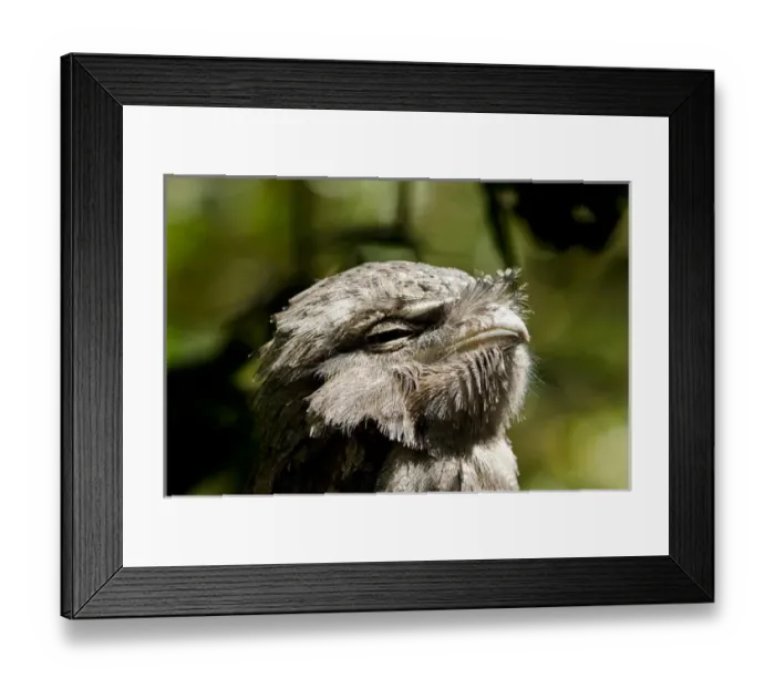 Framed Print : Australia, Northern Territory, Darwin. Territory Wildlife Park. Tawny frogmouth (Captive Framed Print : Australia, Northern Territory, Darwin. Territory Wildlife Park. Tawny frogmouth (Captive