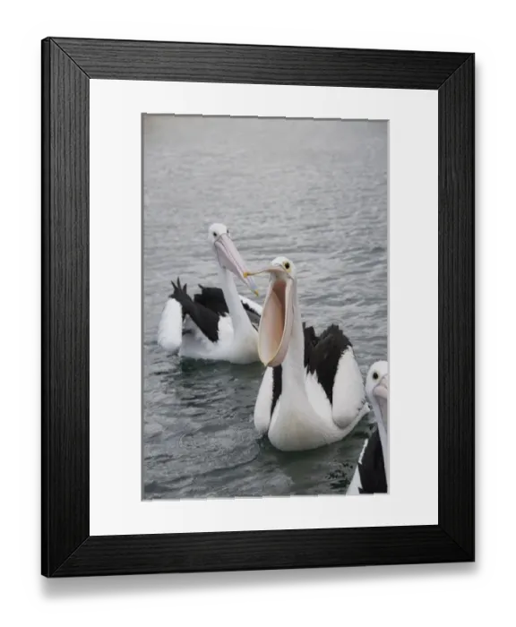 Framed Print : Australia, Western Australia, Albany, Oyster Harbour Framed Print : Australia, Western Australia, Albany, Oyster Harbour