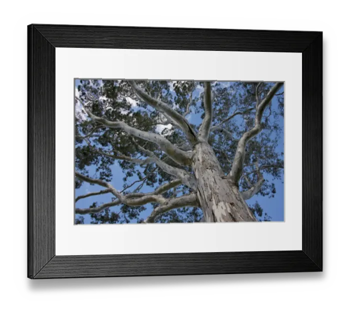 Framed Print : Australia, Western Australia, Perth. Kings Park. Perths premier 1, 000 acre city park Framed Print : Australia, Western Australia, Perth. Kings Park. Perths premier 1, 000 acre city park