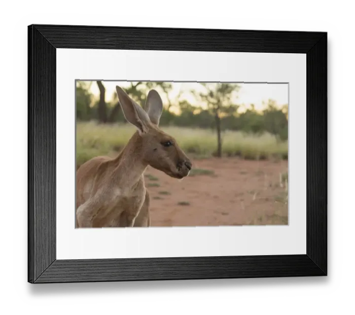 Framed Print : Australia, NT, Alice Springs. Adult female kangaroo in open field Framed Print : Australia, NT, Alice Springs. Adult female kangaroo in open field