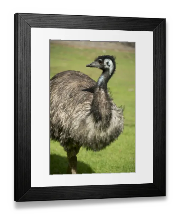 Framed Print : Australia, South Australia, Adelaide. Cleland Wildlife Park. Large flightless Emu (CAPTIVE