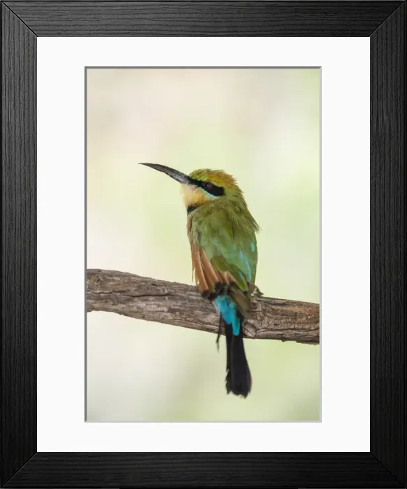 Framed Print : Australia, NT, Alice Springs. Rainbow bee-eater (Merops ornatus) Framed Print : Australia, NT, Alice Springs. Rainbow bee-eater (Merops ornatus)