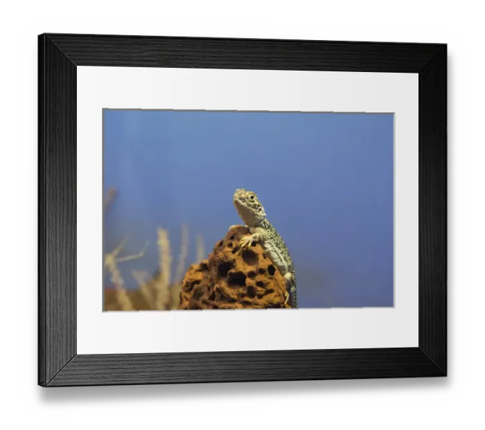 Framed Print : Australia, NT, Alice Springs. Central Netted Dragon Framed Print : Australia, NT, Alice Springs. Central Netted Dragon