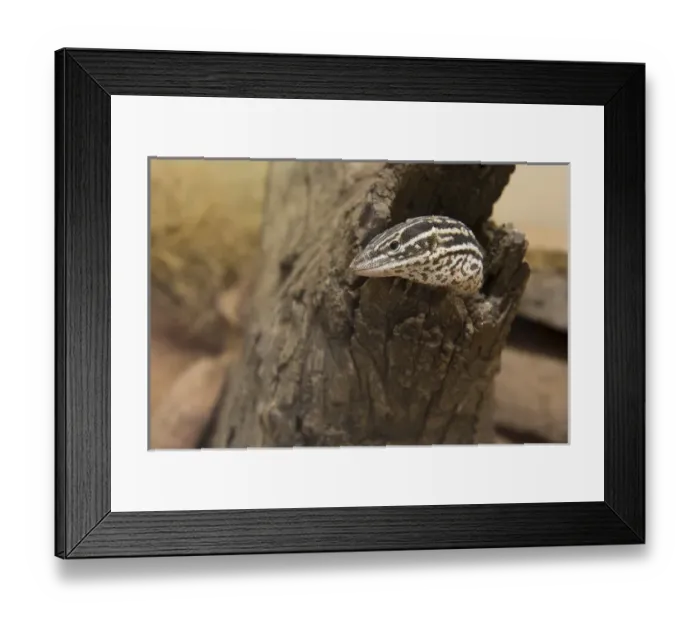Framed Print : Australia, NT, Alice Springs. Spiny-tailed Goanna (Varanus acanthurus), one of Framed Print : Australia, NT, Alice Springs. Spiny-tailed Goanna (Varanus acanthurus), one of